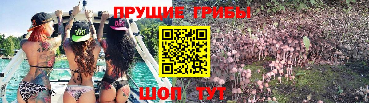 Псилоцибиновые грибы мицелий Балаково